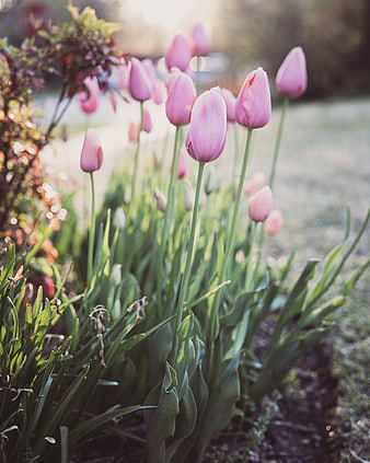 Pink Tulips Blooming in Spring Garden Sunlight