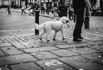 Black and white photo of a white dog walking on a city sidewalk