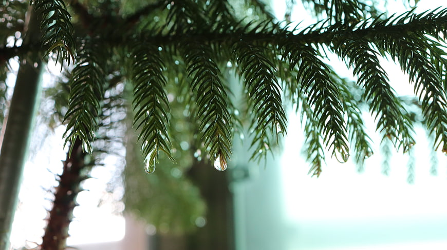 Close-up of pine needles with raindrops hanging from tips