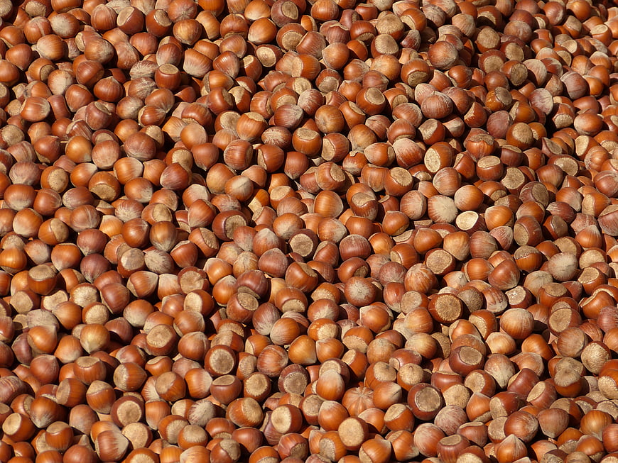 Full Frame Pattern Of Raw Hazelnuts In Brown Shells
