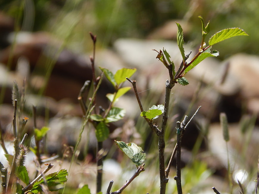 Young green leaves sprouting on branches in spring