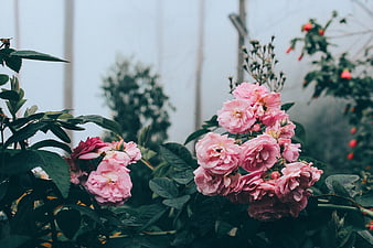 Pink Roses in a Misty Garden with Green Leaves