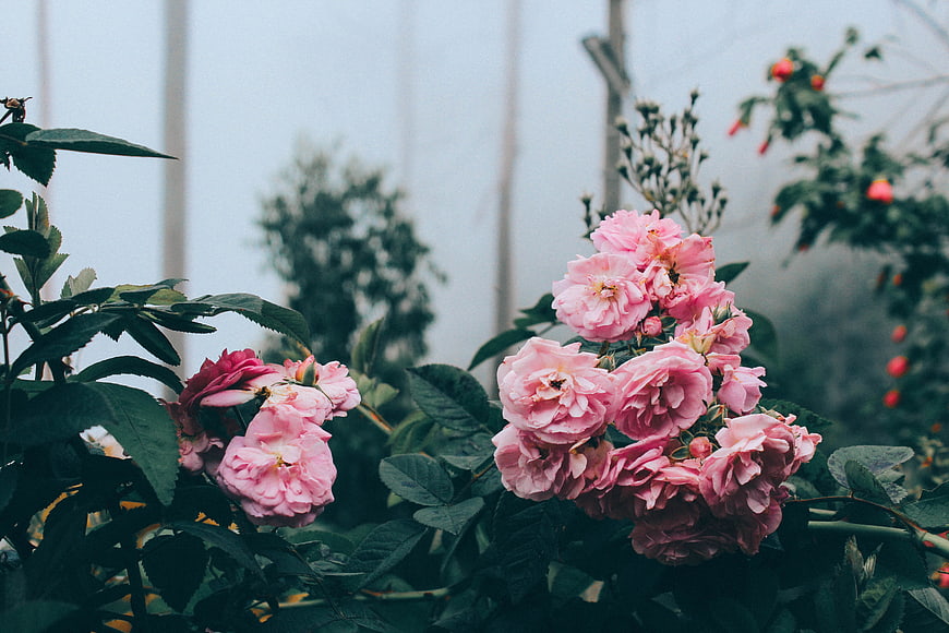 Pink Roses in a Misty Garden with Green Leaves