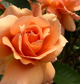 Close-up of a vibrant peach rose in bloom