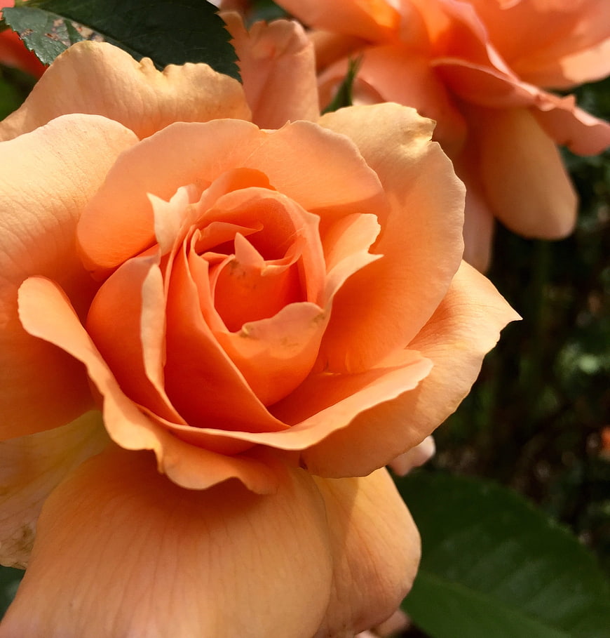 Close-up of a vibrant peach rose in bloom