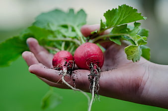 Hand holding freshly harvested red radishes with soil