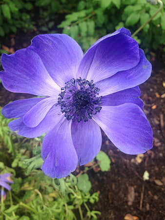 Close-up of vibrant purple anemone flower in garden