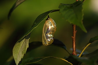 Golden Monarch Butterfly Chrysalis Hanging on Green Leaf