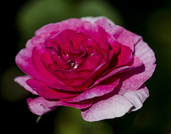 Close-up of a vibrant pink rose with water droplets