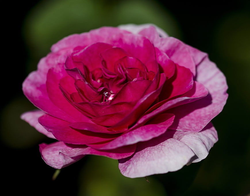 Close-up of a vibrant pink rose with water droplets