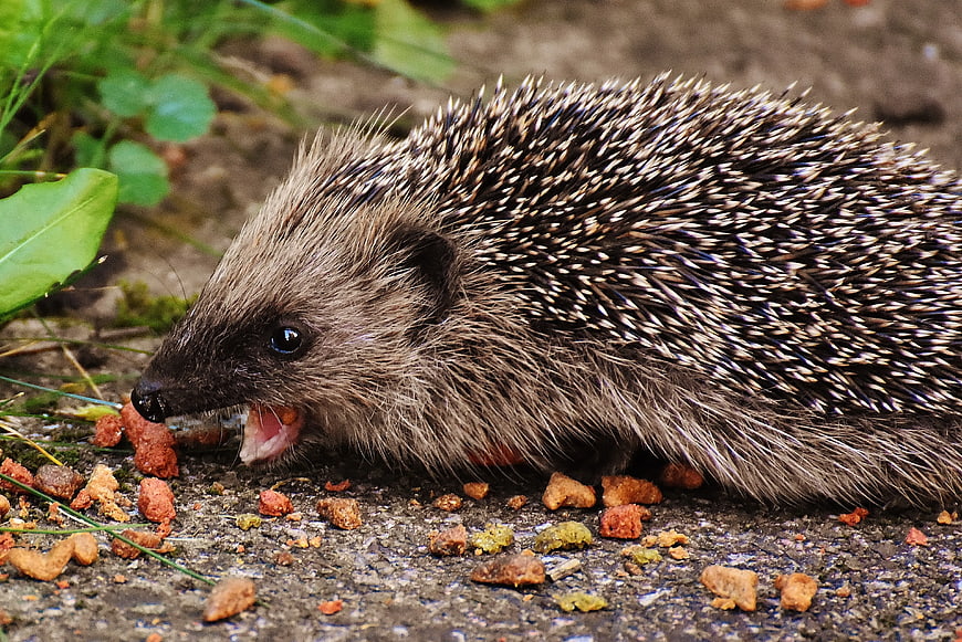 Close-up of a hedgehog eating kibble on the ground