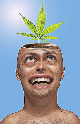 Man with cannabis plant growing from open head