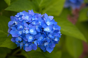 Vibrant Blue Hydrangea Flower Close-Up