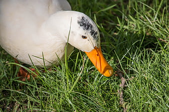 Close-up of white duck with orange beak foraging in green grass