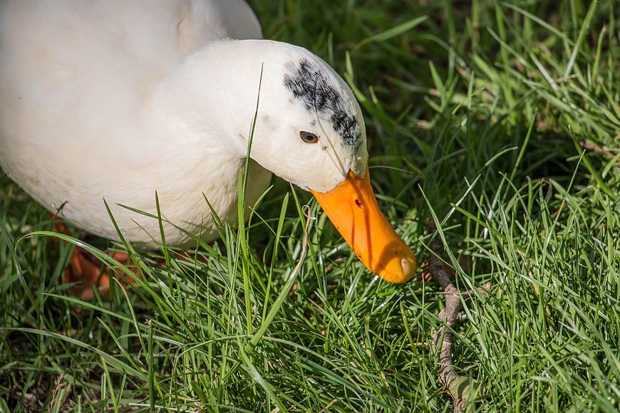 Close-up of white duck with orange beak foraging in green grass