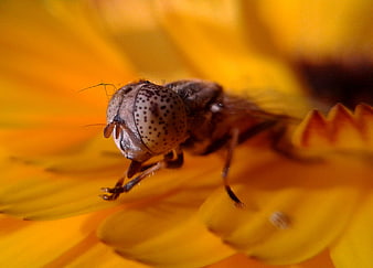 Macro Close-Up of Hoverfly on Yellow Flower Petal