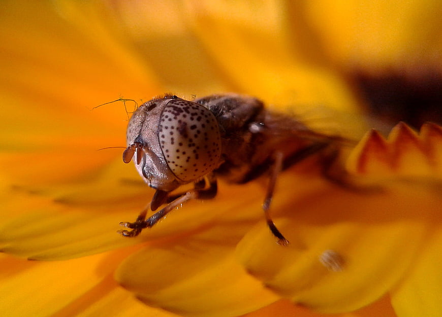 Macro Close-Up of Hoverfly on Yellow Flower Petal