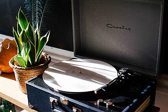 Vintage Crosley Record Player with Snake Plant in Sunlight
