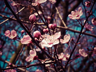 Pink Almond Blossoms on Branches with Blue Background