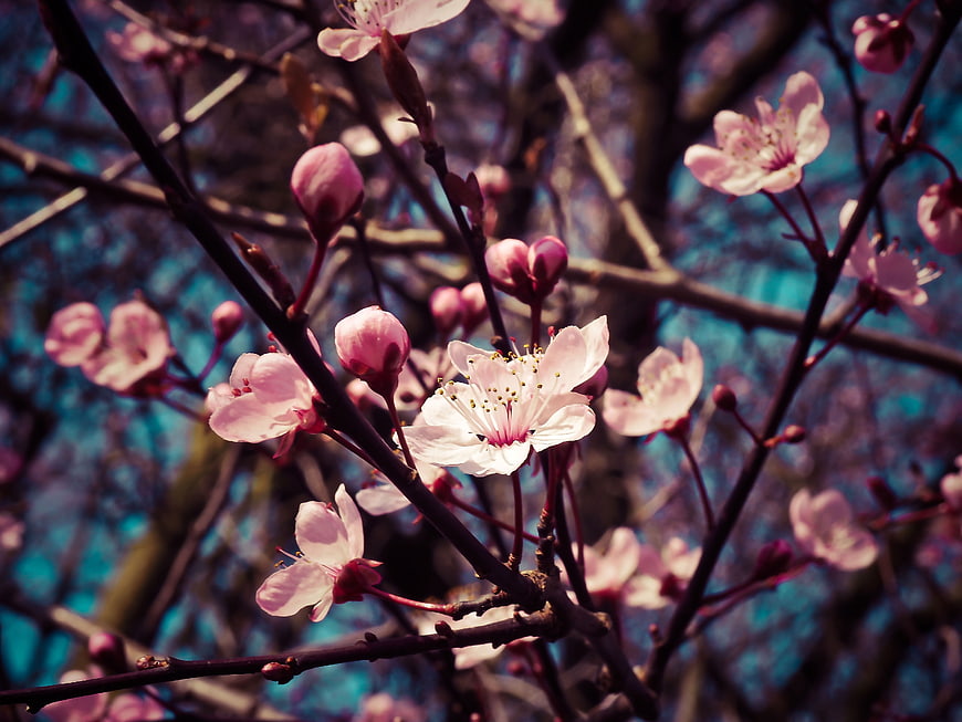 Pink Almond Blossoms on Branches with Blue Background