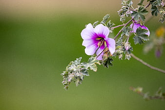 Purple Hollyhock Flower with Green Bokeh Background