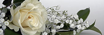 White Rose and Baby's Breath Floral Arrangement