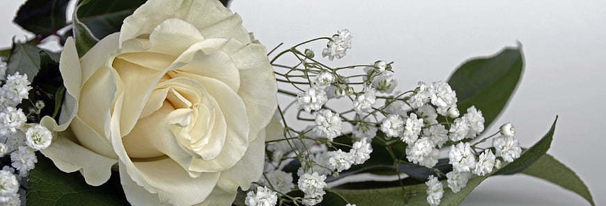 White Rose and Baby's Breath Floral Arrangement