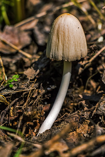 Close-up of a single ink cap mushroom growing in forest leaf litter