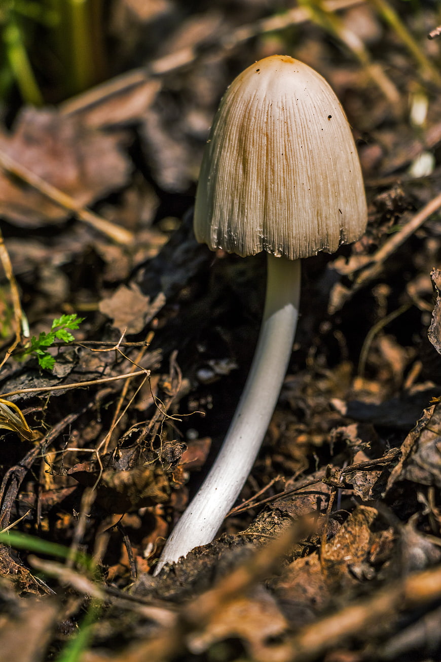 Close-up of a single ink cap mushroom growing in forest leaf litter