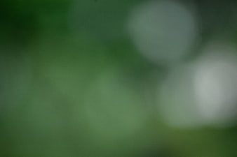 Abstract Green Bokeh Background with Soft White Light Circles
