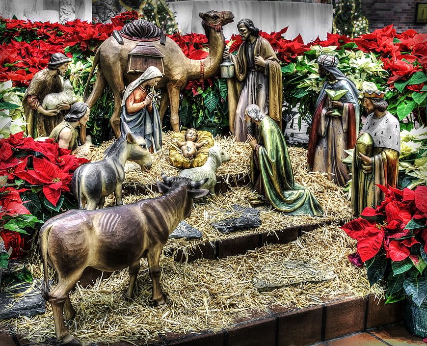 Traditional Christmas Nativity Scene with Poinsettias