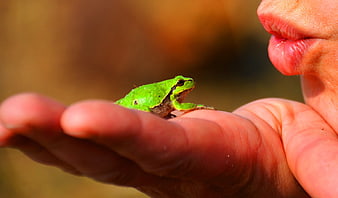 Cute green tree frog sitting on a person's hand