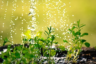 Watering young green seedlings with water droplets in a garden