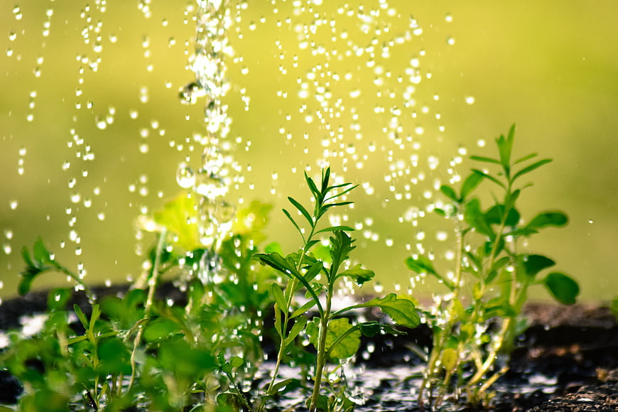 Watering young green seedlings with water droplets in a garden