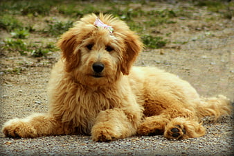 Cute fluffy goldendoodle puppy with pink bow lying on gravel