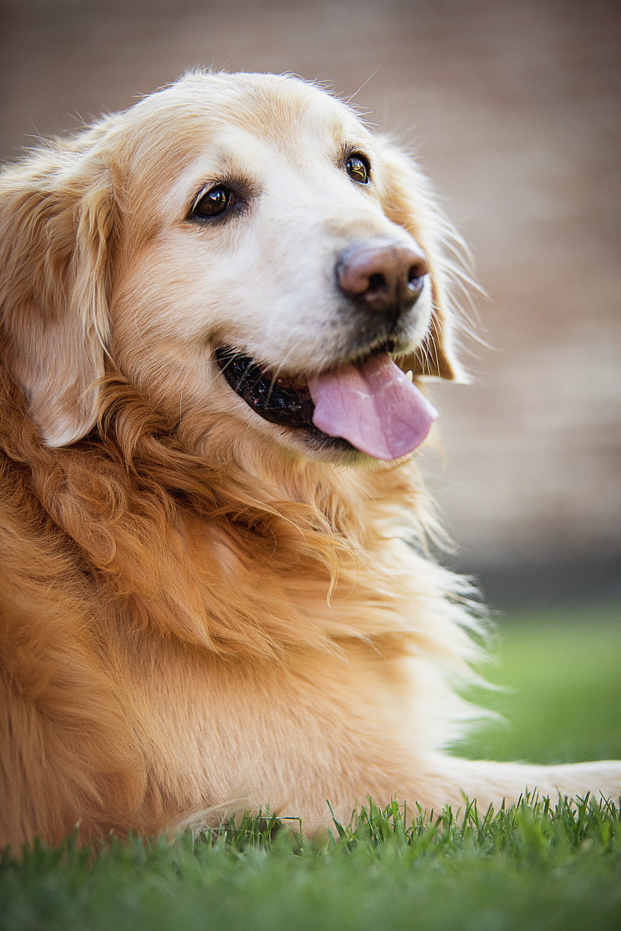 Happy Golden Retriever Dog Portrait On Green Grass