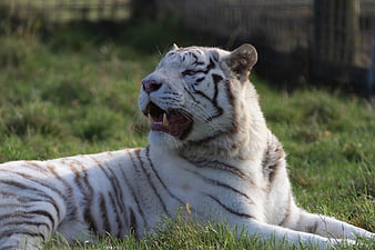 White Tiger Resting in Grass with Open Mouth