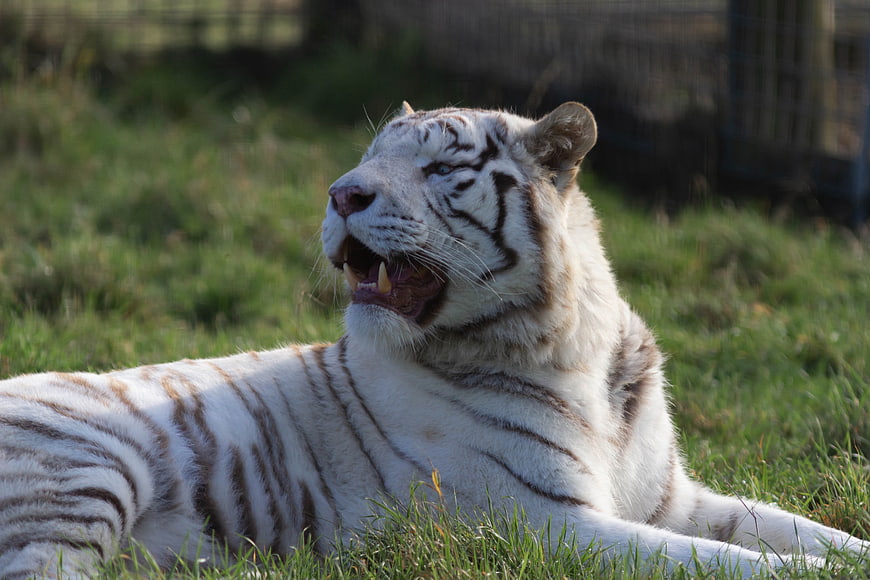 White Tiger Resting in Grass with Open Mouth