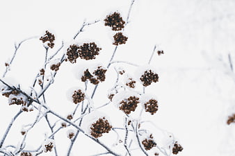 Snow-covered winter berries on branches with white background