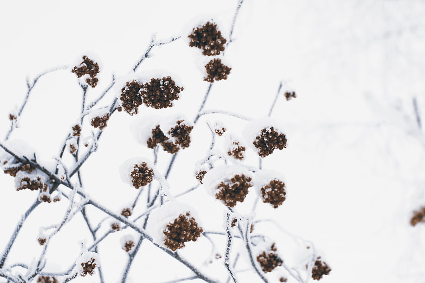 Snow-covered winter berries on branches with white background