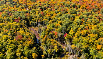 Aerial View of Vibrant Autumn Forest with Colorful Foliage