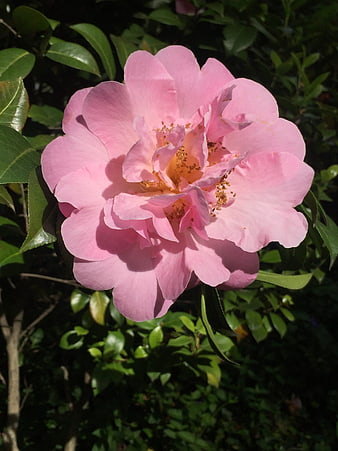 Close-up of a vibrant pink camellia flower in bloom