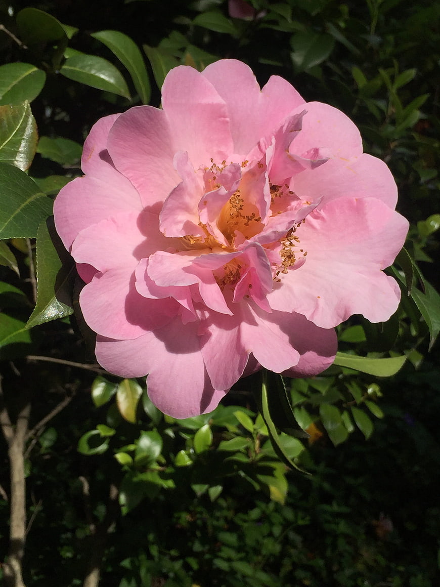 Close-up of a vibrant pink camellia flower in bloom