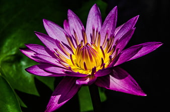 Vibrant Purple Water Lily Close Up With Yellow Center