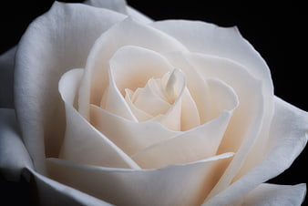 Close-up of a white rose on a black background