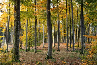 Autumn Forest Landscape With Tall Trees And Golden Leaves
