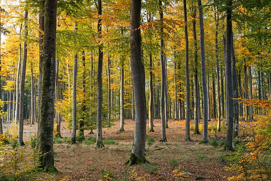 Autumn Forest Landscape With Tall Trees And Golden Leaves