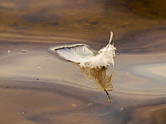 White feather floating on calm water surface