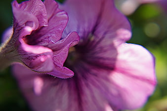 Macro Photography of Purple Malva Flower Petals
