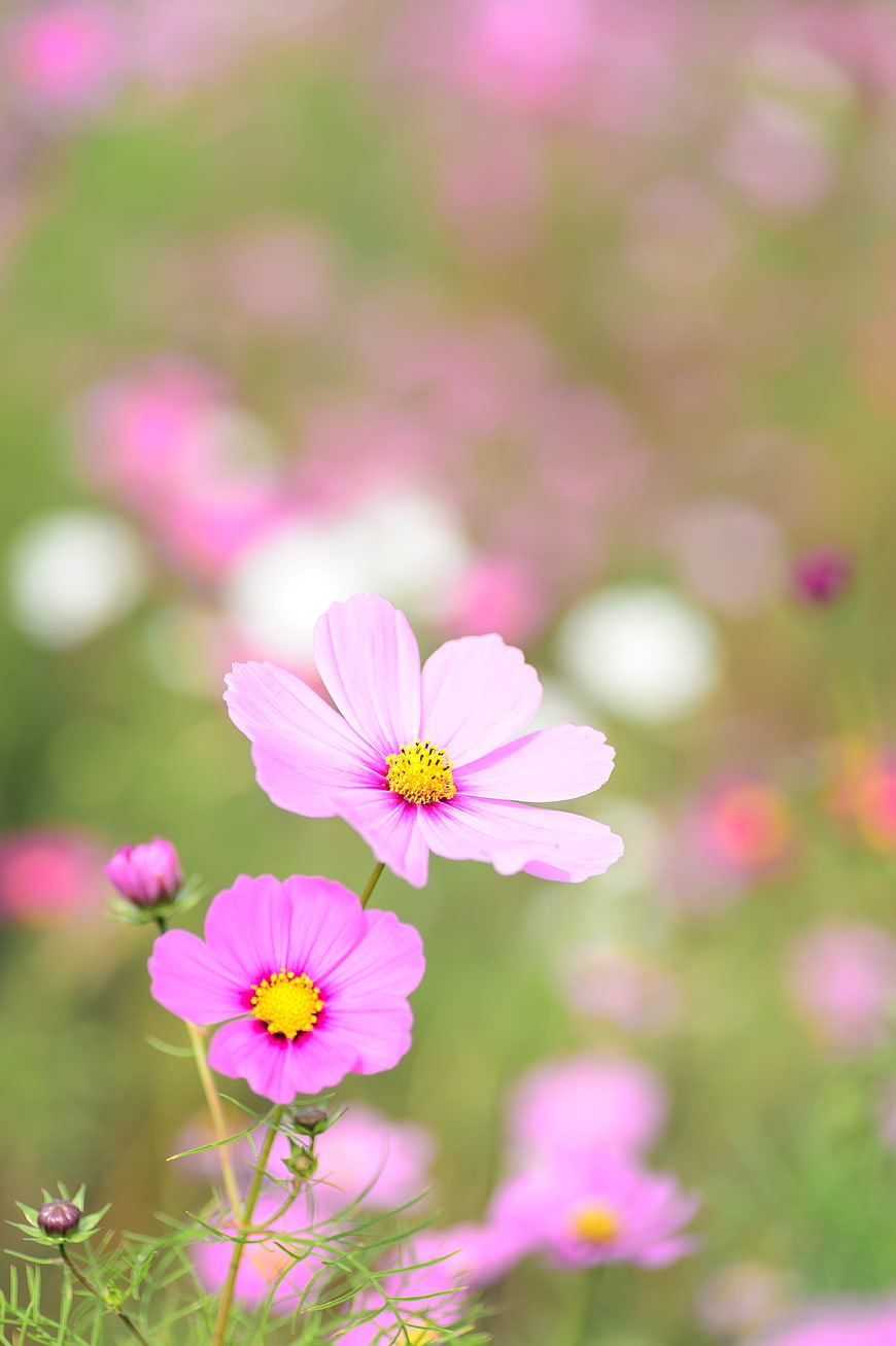 Pink Cosmos Flowers in a Blurred Meadow Background